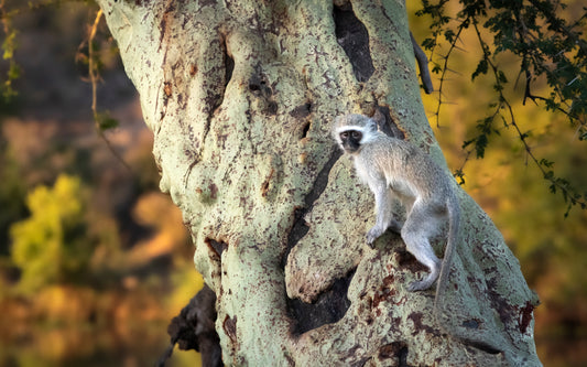 A Vervet Monkey climbs a large Fever Tree near Letaba, Kruger National Park