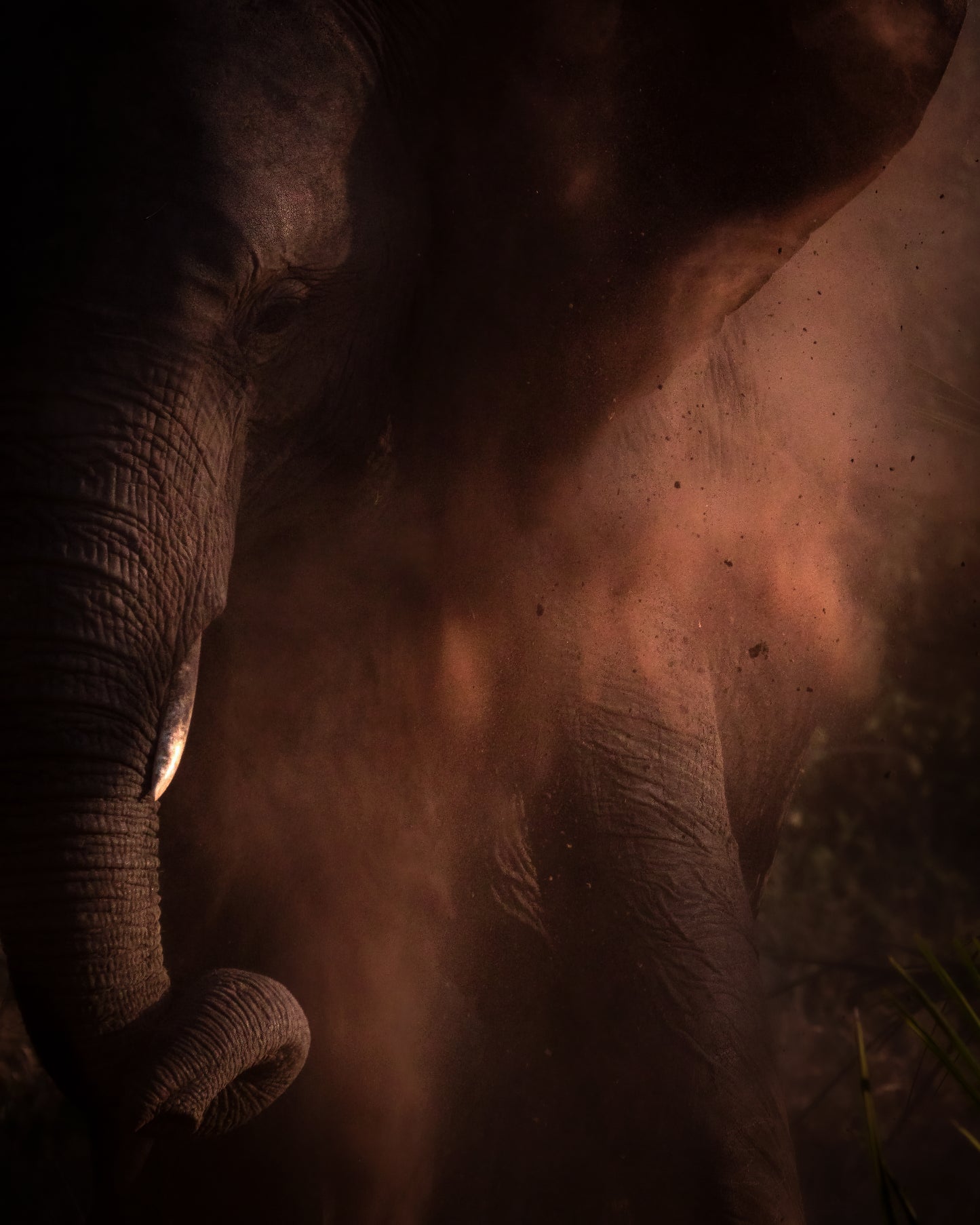 From Earth - Byron Grobler Wildlife Prints - Elephant