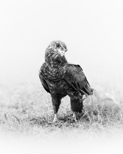 Eagle - Byron Grobler Wildlife Prints - Grounded