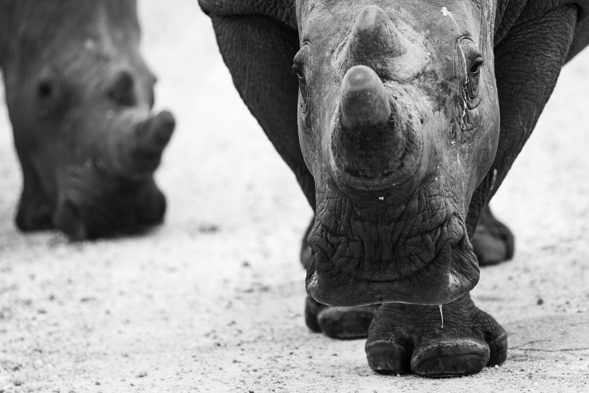 Protection - Byron Grobler Wildlife Prints - Rhino