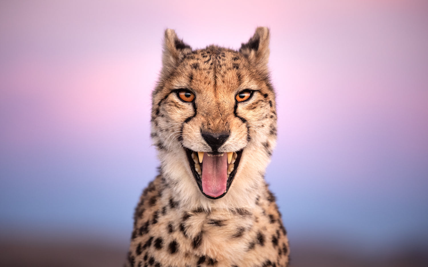 cheetah portrait wildlife print