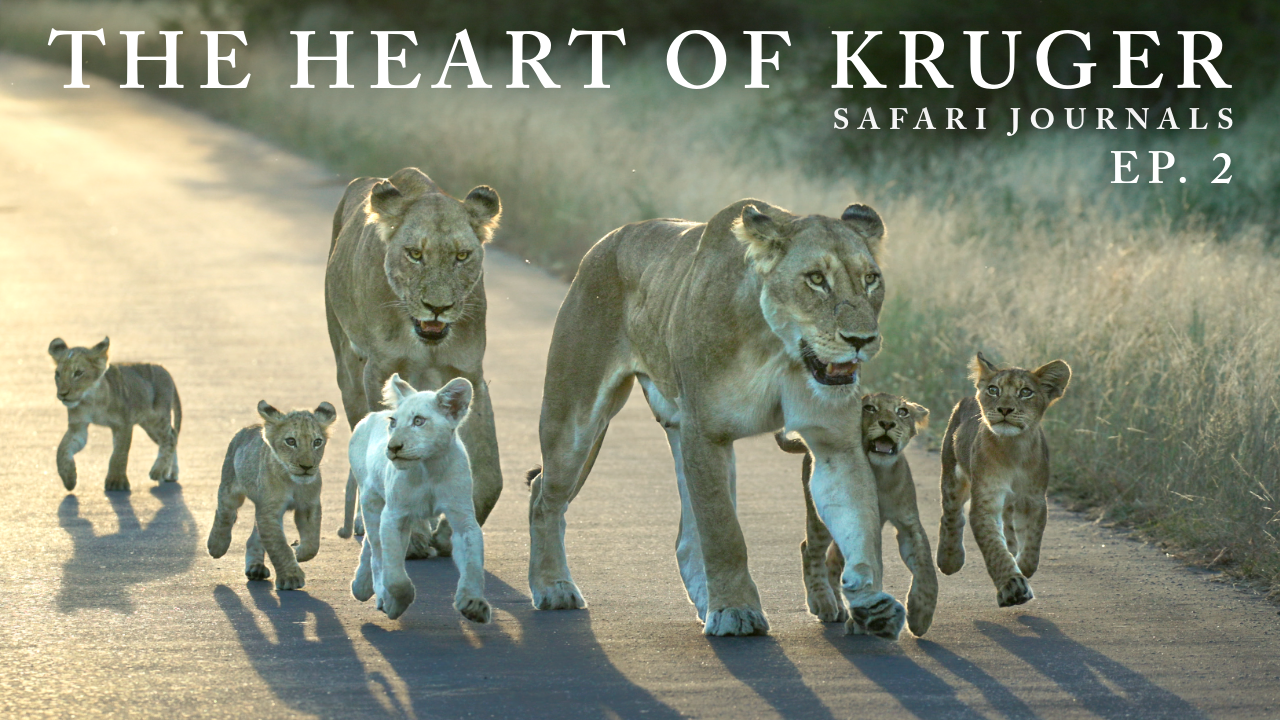Load video: Watch the first episode of Safari Journeys