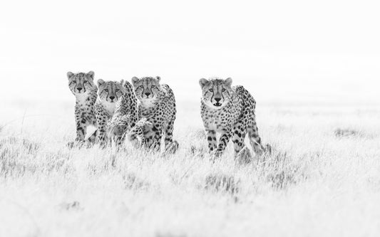 Attention - Byron Grobler Wildlife Prints - Cheetah