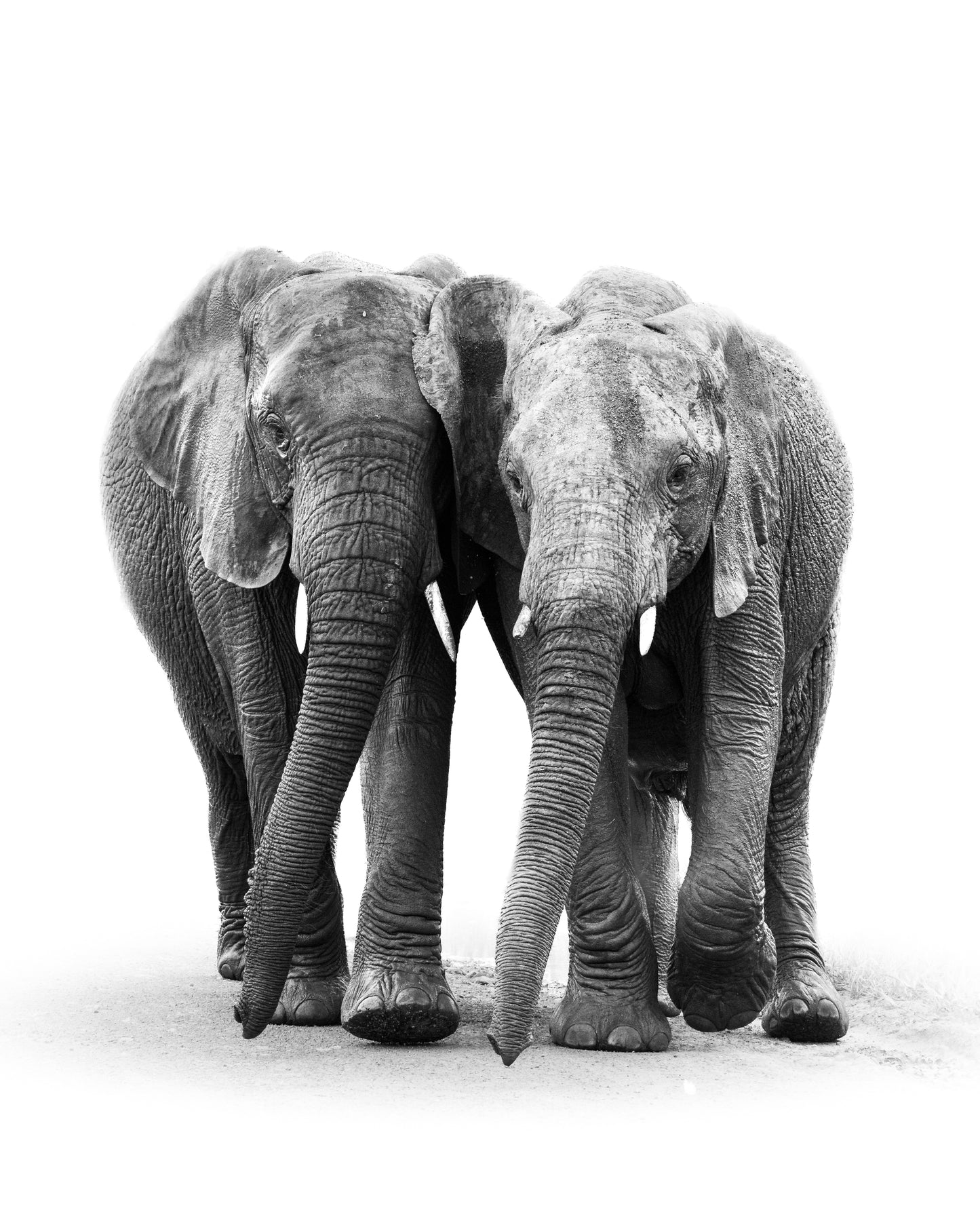 Together - Byron Grobler Wildlife Prints - Elephant