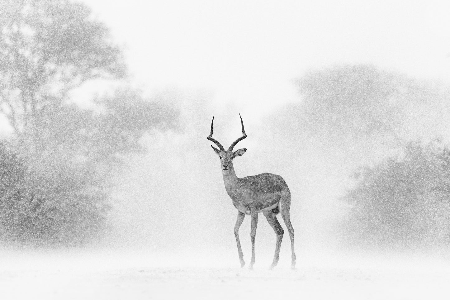 Impala Shower - Byron Grobler Wildlife Prints - Impala