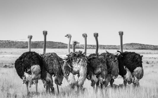 Gossip - Byron Grobler Wildlife Prints - Ostrich