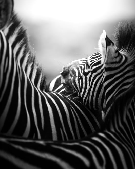 Between The Lines - Byron Grobler Wildlife Prints - Zebra