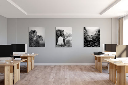 Between The Lines - Byron Grobler Wildlife Prints - Zebra