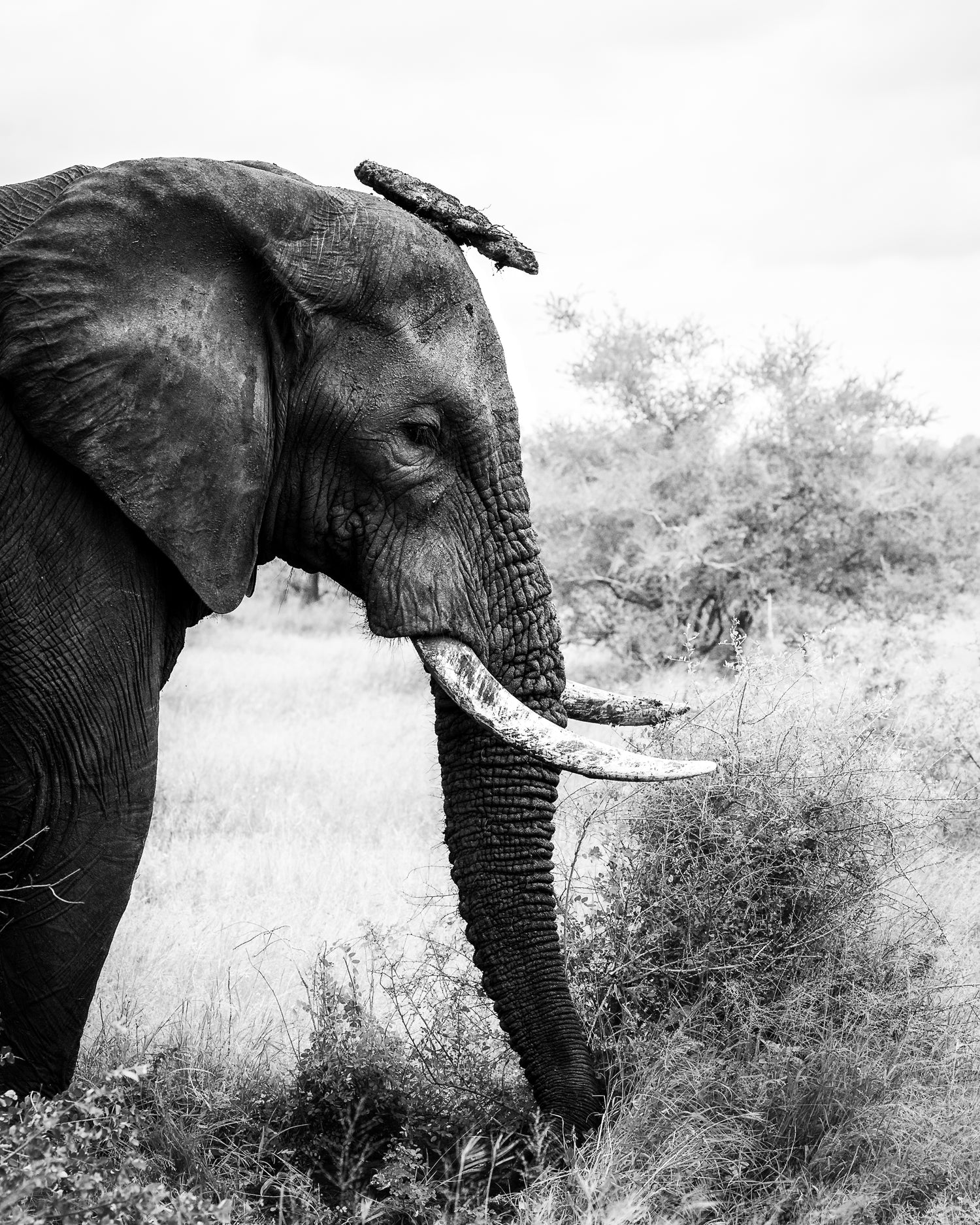 A Balancing Act - Byron Grobler Wildlife Prints - Elephant