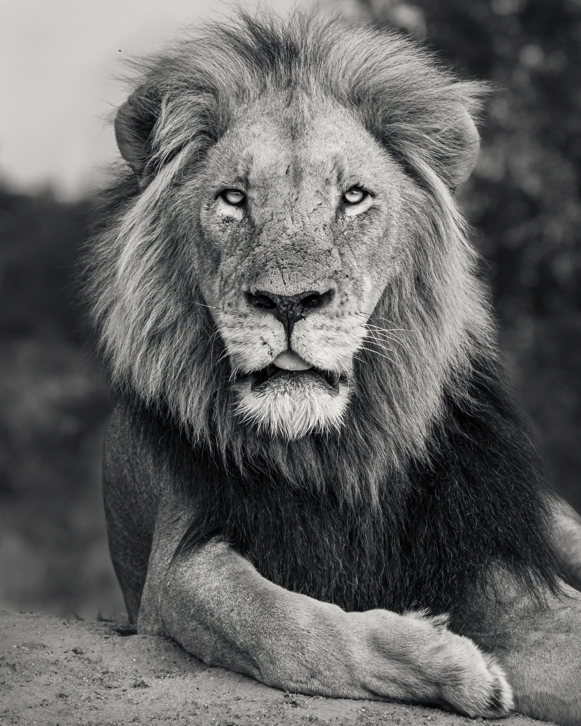 A Fallen King - Byron Grobler Wildlife Prints - Lion