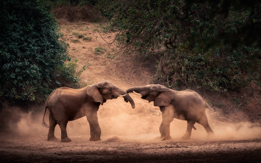 Byron Grobler Wildlife Prints - Elephants