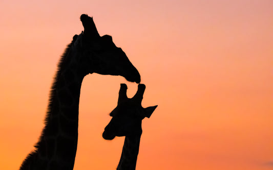 Sunset Giraffes - Byron Grobler Wildlife Prints