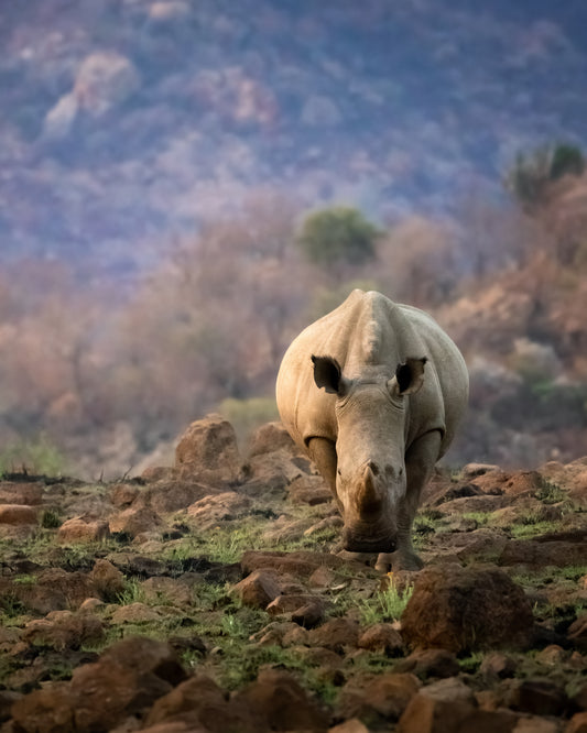 Prehistoric - Byron Grobler Wildlife Prints - Rhino