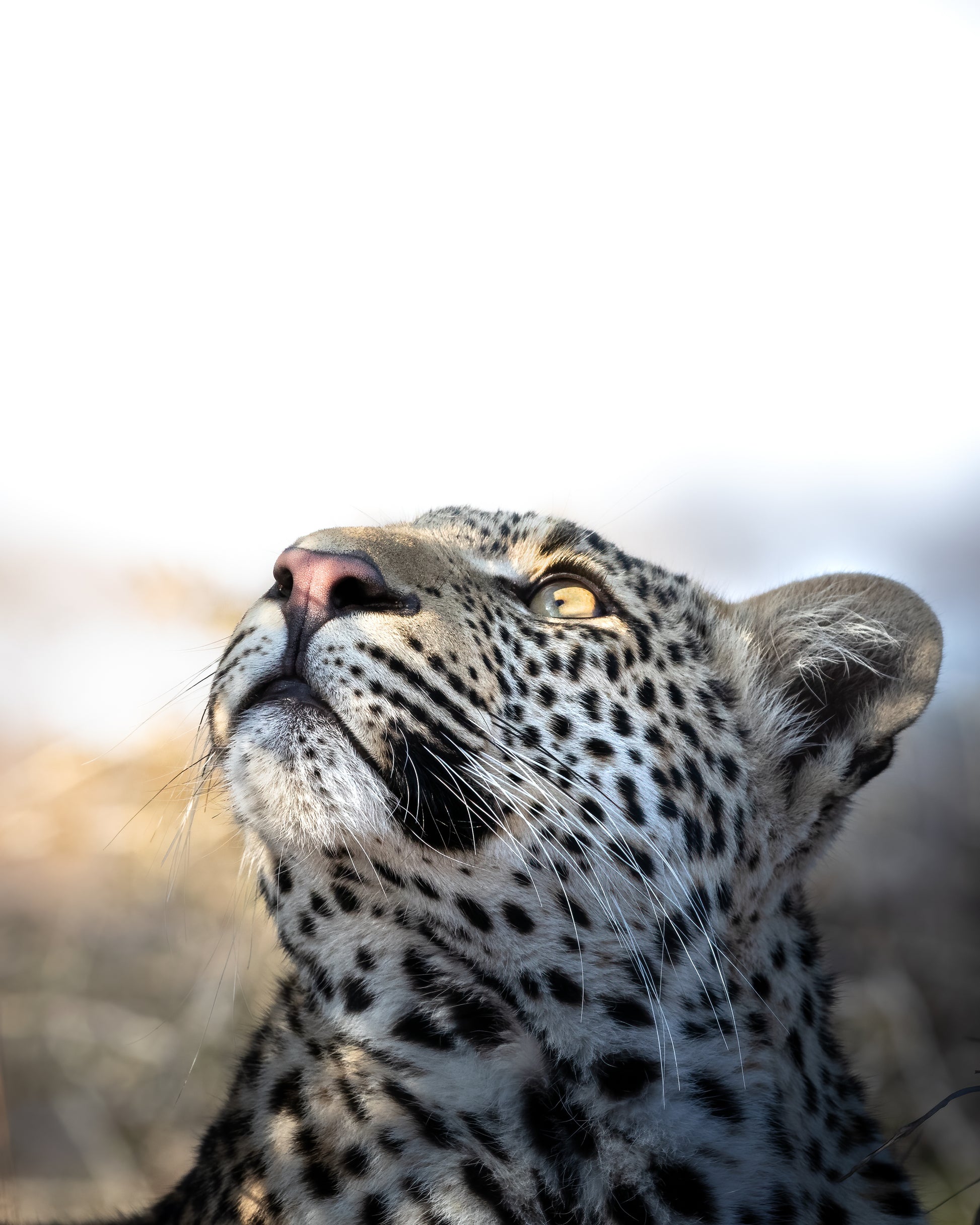 Son of Moya - Byron Grobler Wildlife Prints - Leopard