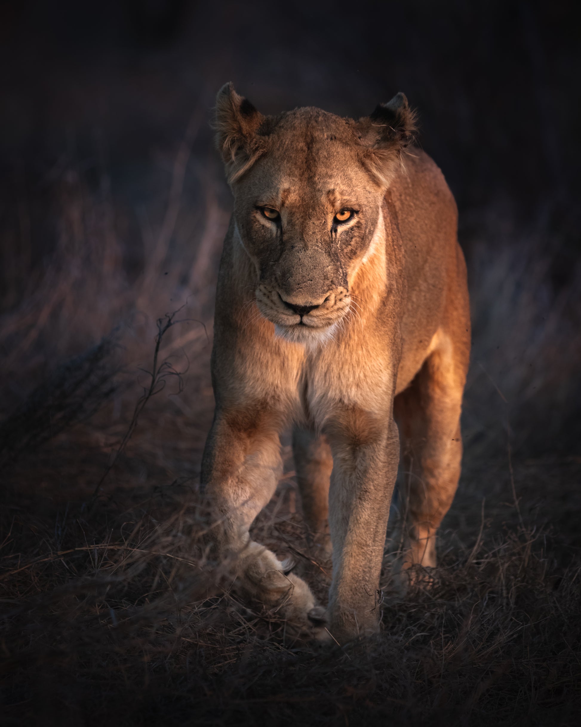 Avoca Lioness - Byron Grobler Wildlife Prints - lion