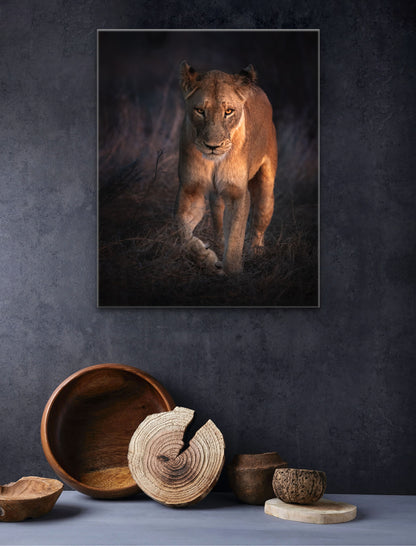 Avoca Lioness - Byron Grobler Wildlife Prints - lion