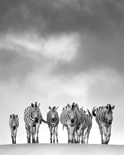 Let Things Happen - Byron Grobler Wildlife Prints - Zebra